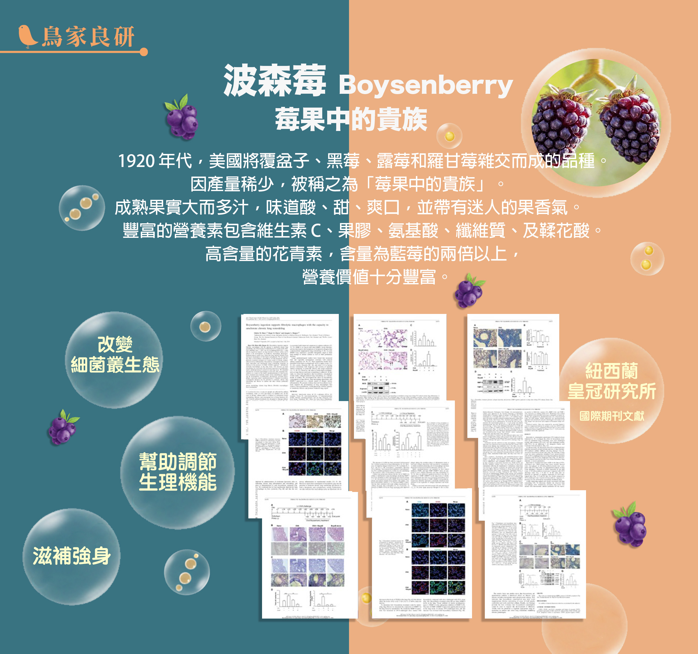 照顧全家人，鳥家推薦
